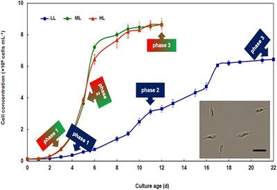 Carbon Orientation in the Diatom Phaeodactylum tricornutum: The Effects of Carbon Limitation and Photon Flux Density